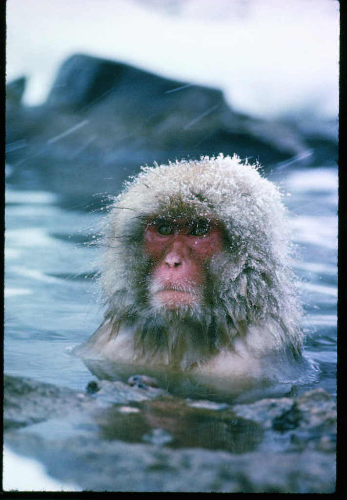 Japanese macaque or snow monkey sitting in waters of a hot spring in the Shiga Mountains during a snowfall. (Photo by Co Rentmeester/The LIFE Picture Collection © Meredith Corporation)