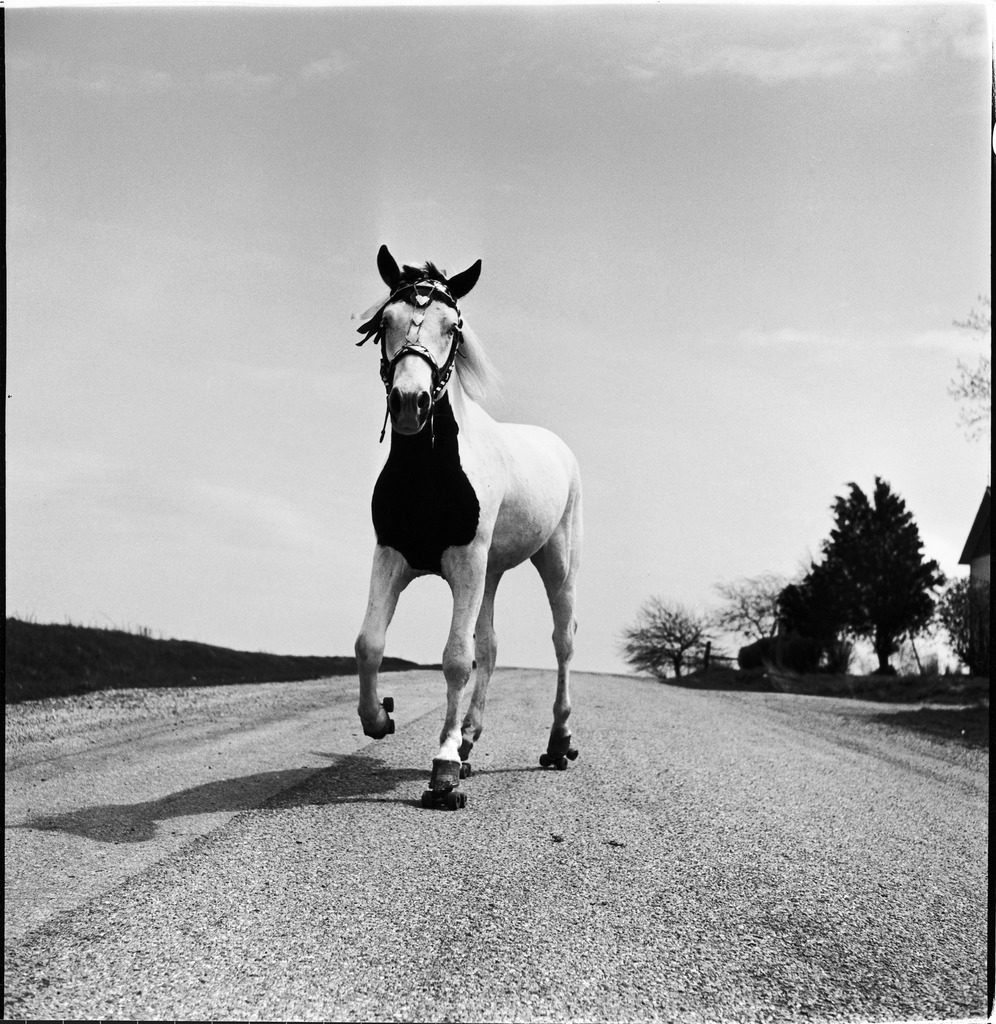 Jimmy the horse rollerskating down road in front of its farm. (Photo by Joe Scherschel/The LIFE Picture Collection © Meredith Corporation)